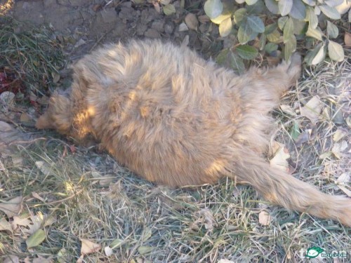 Garfield's corpse.