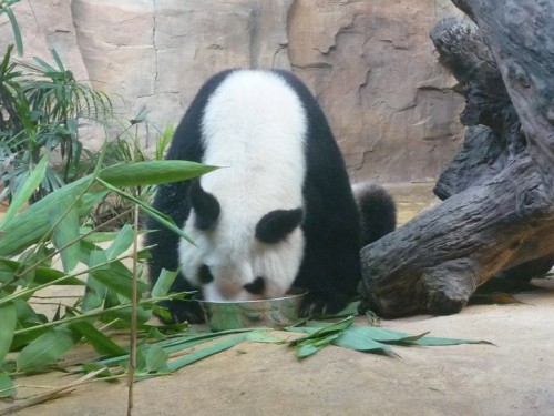 Ming Ming, a giant panda in Guangzhou Zoo eating from a big bowl.
