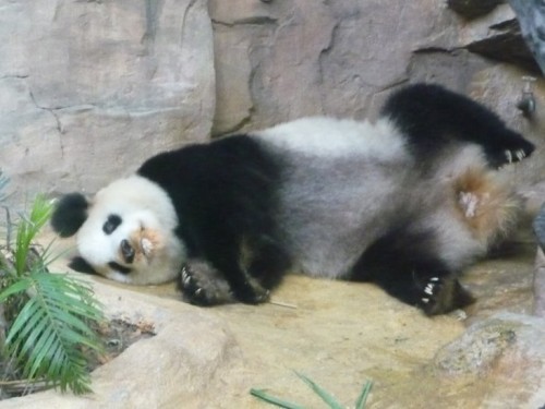 Giant panda Ming Ming in Guangzhou lying down.