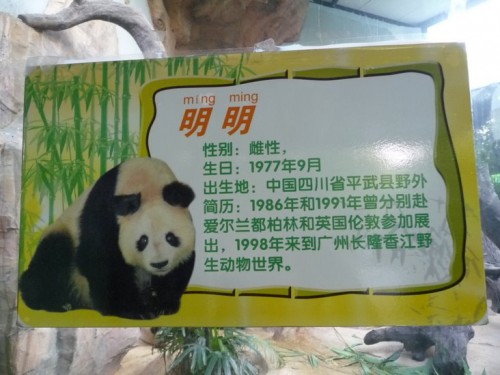 A sign about Ming Ming, a giant panda in Guangzhou.