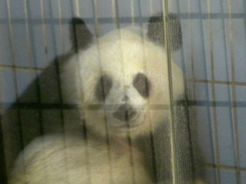 Poor panda, poor Yongba in Shenzhen.