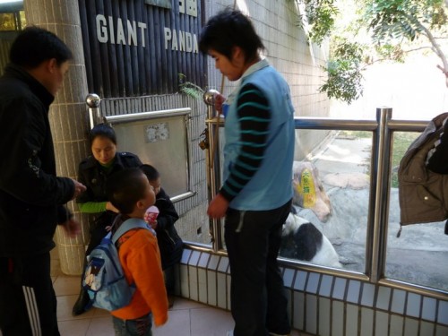 A picture of Shenzhen zoo workers arranging tourists to get a picture with the panda, Yongba.