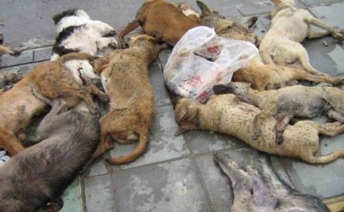 yangxian-shaanxi-china-dogs-killed-rabies-outbreak-01. From Mop: