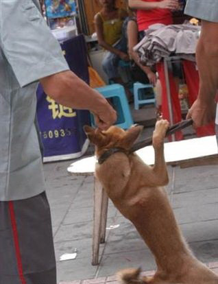 yangxian-shaanxi-china-dogs-killed-rabies-outbreak-02