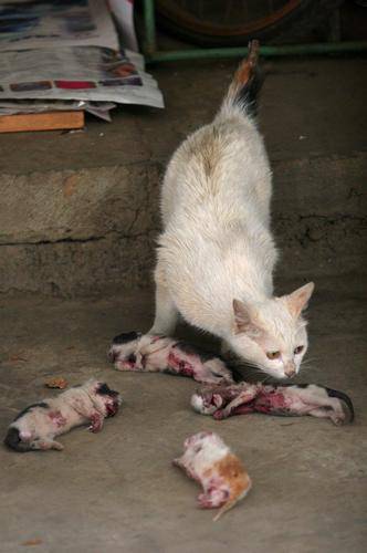 pictures of kittens and cats. The poor mother cat kept