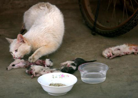 abused-kittens-mother-cat-kunming-china-03