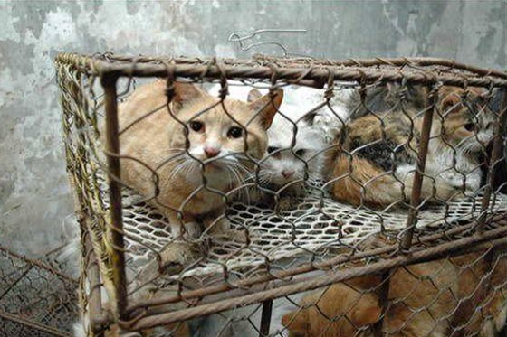 cats-cages-tianjin-china.jpg