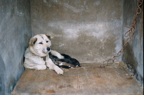 A mother dog in a concrete kennel.