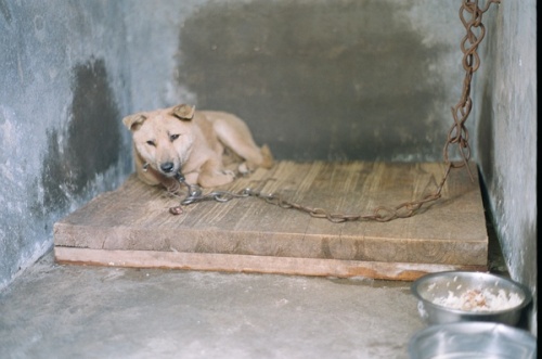 A chained dog in a concrete kennel in China.