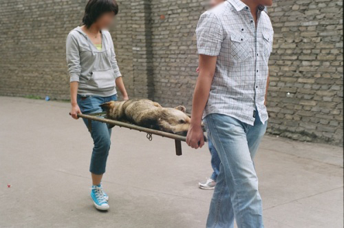 Chinese medical students carrying away a dead laboratory dog.