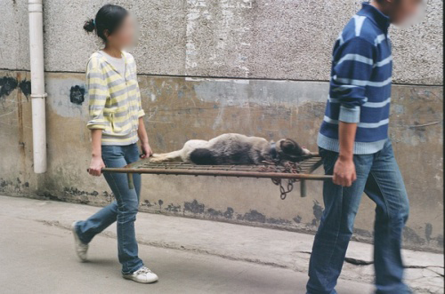 Chinese medical students carrying away a dog that has died from experiments.