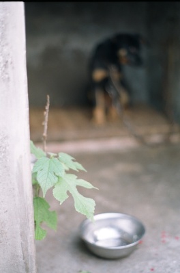 A single plant grows through the cement walls of this dog's kennel.