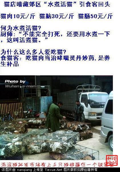 guangzhou-china-boiled-alive-cats-01.jpg