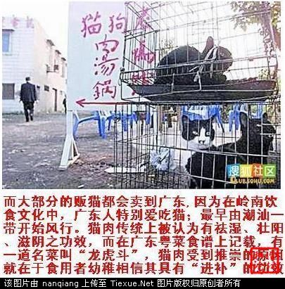 Caged cats to be sold for their meat.