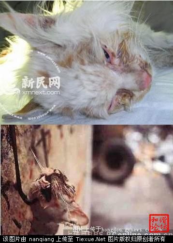 Dead cats in China, one hung on a hook by the jaw.