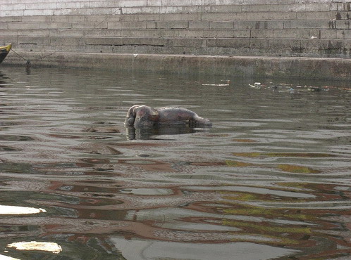 A dead body floats in the river in India.