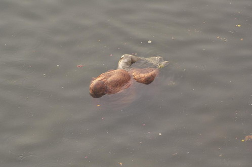 A corpse in the River Ganges.