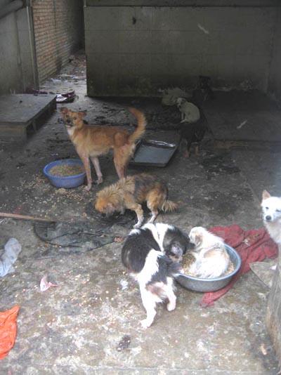 Chinese dogs living in horrible conditions.