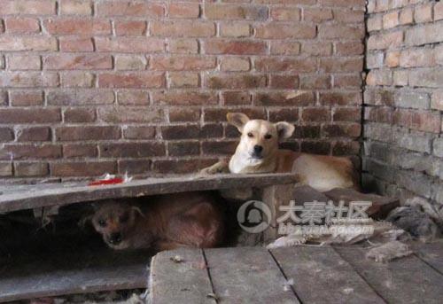 Chinese dogs living in terrible conditions.