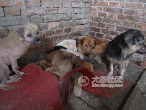 Chinese dogs living in awful conditions.