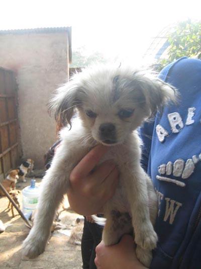 A volunteer holds up a small dog.