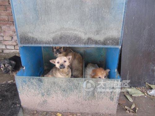 Abandoned dogs living in horrific conditions.