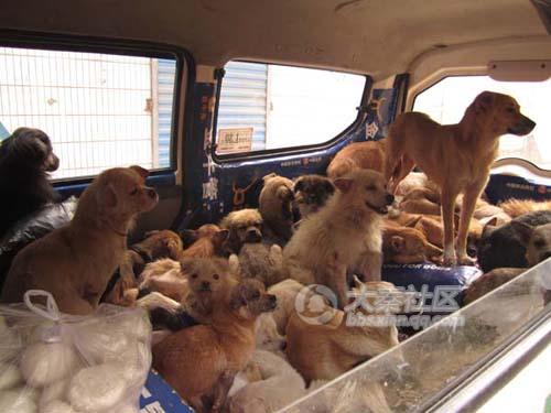 Chinese animal rescuers load mistreated dogs into a van.