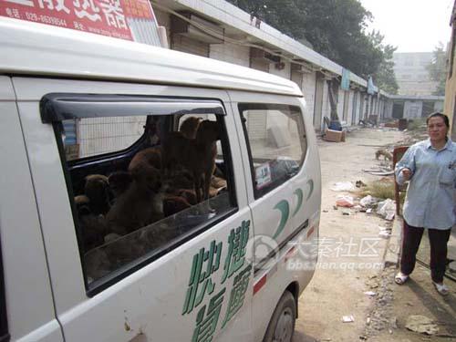 Chinese volunteers rescuing stray or abandoned dogs.