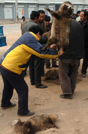 Chinese fur trader slams a raccoon on the ground to knock it out.
