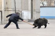 A police officer with a wooden stick/pole confronts the wild boar. Around 2pm, a "wild boar" ran into Zhongji Zhigong Hospital in Taiyuan city of Shanxi province through a sewer drainage pipe, hitting and injuring an elderly person riding a bicycle in the process.