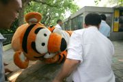 A "tranquilized" escaped "tiger" at the Chengdu Zoo in Sichuan province, China being carried away.