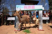 An inter-species sheep and deer couple living in a Yunnan Zoo have finally tied the knot with a Valentine's Day wedding ceremony.