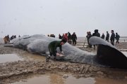 A Chinese soldier pours water on a beached whale trying to keep it moist.