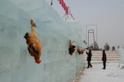 Several roosters are hanging on an ice wall.
