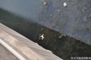 The body of an infant floating in a river after it had been dropped into a river from a bridge by parents fighting.