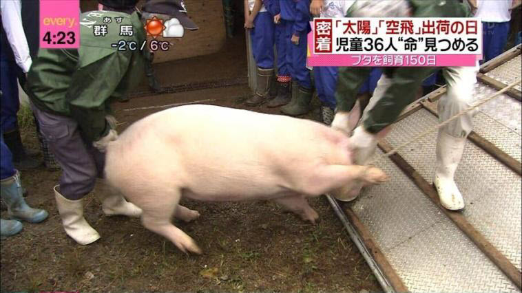 Sex and pigs in Fukuoka